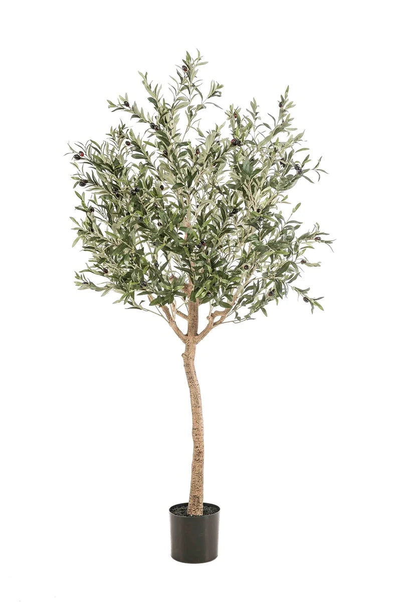 Olive tree 180 cm