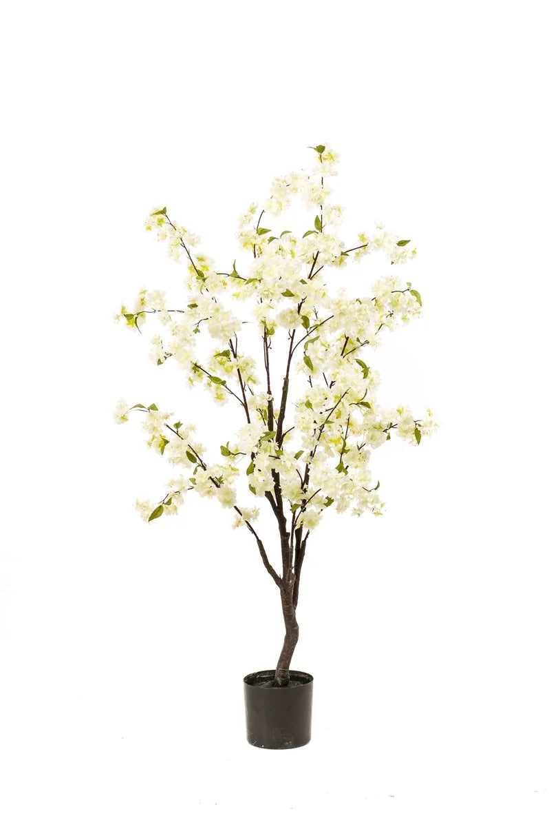 Cherry blossom tree - white
