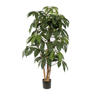 Schefflera tree 145 cm