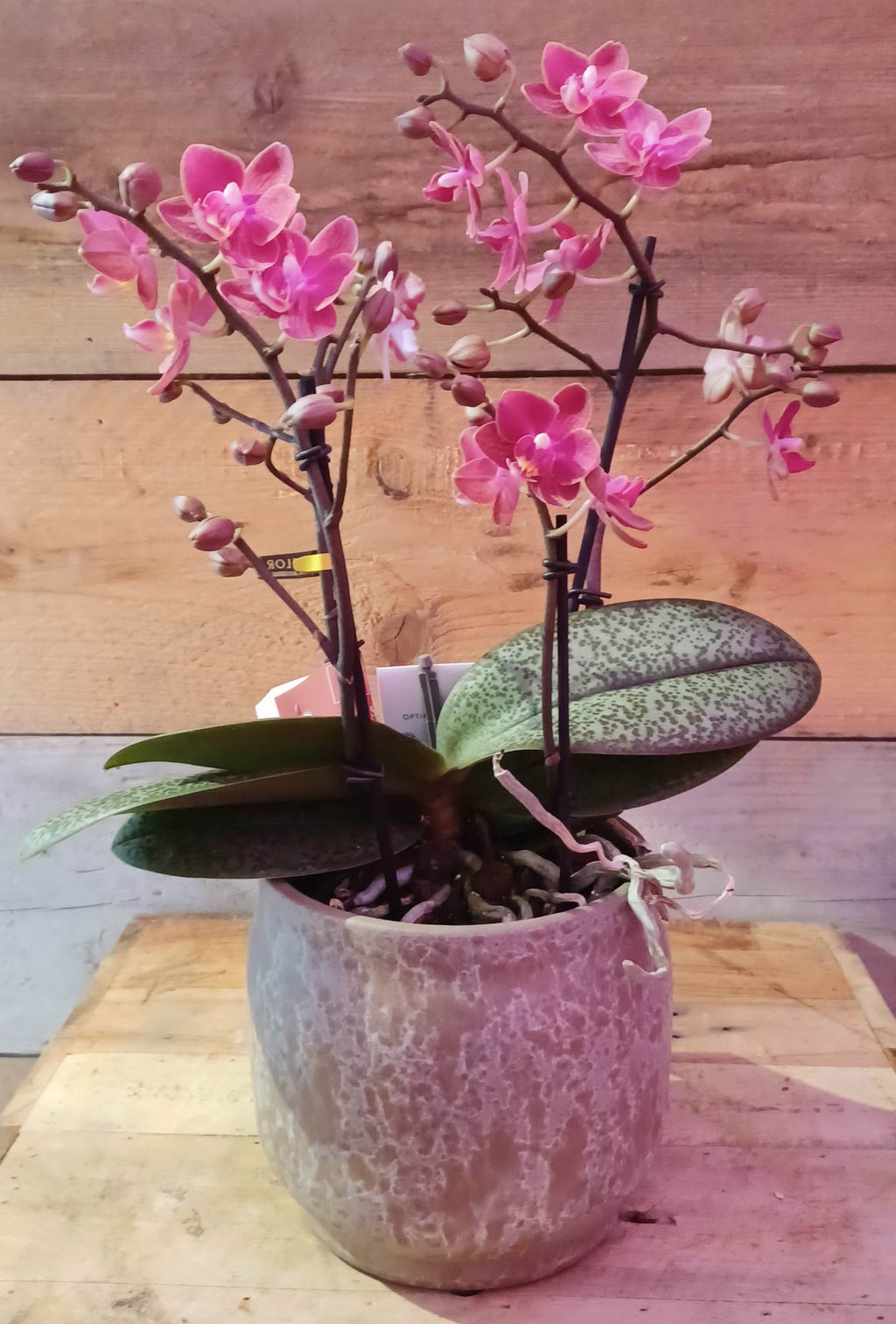 Kamerplant - donker roze/roest orchidee in pot
