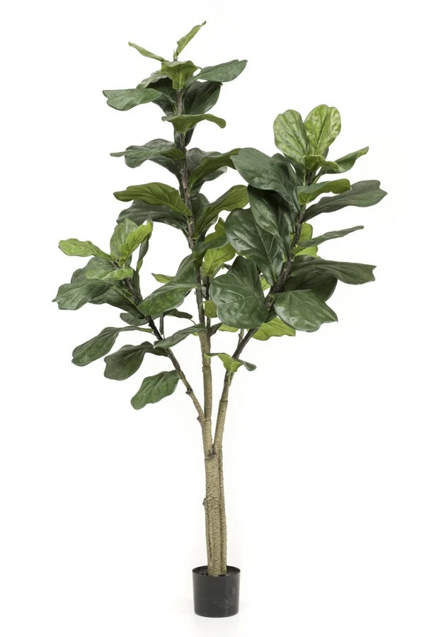 Ficus Lyrata 180 cm