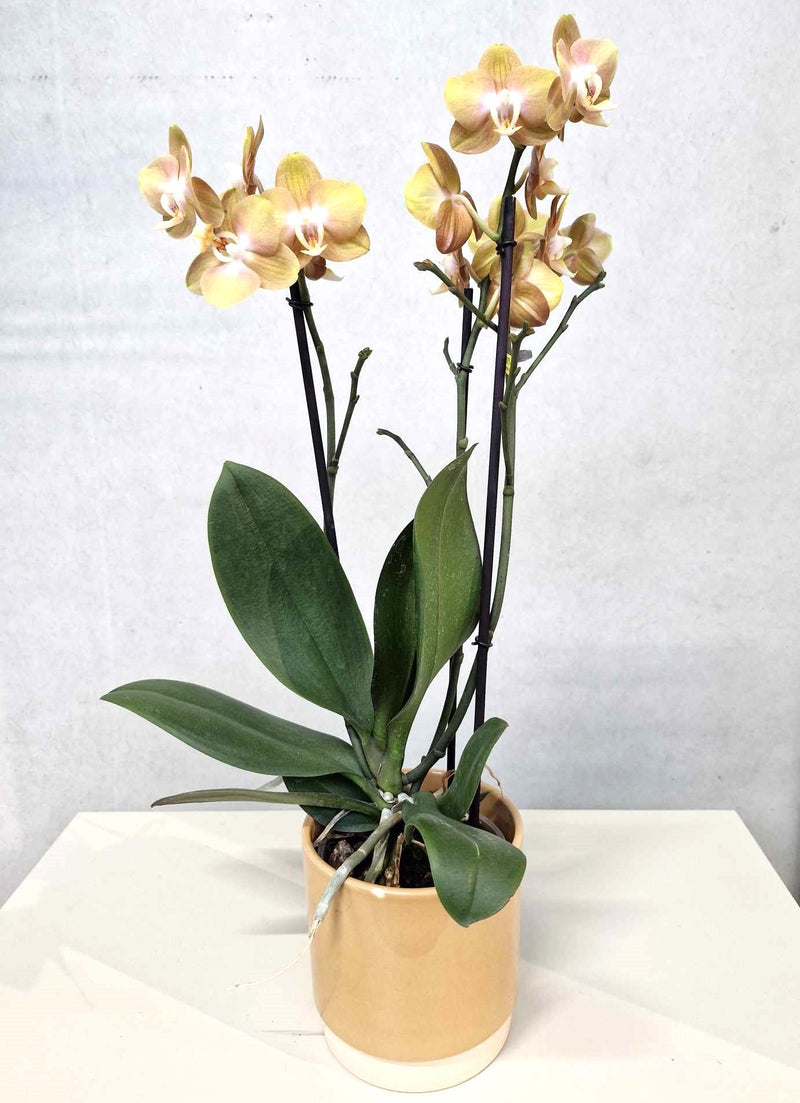 Okerkleurige orchidee + bijpassende pot