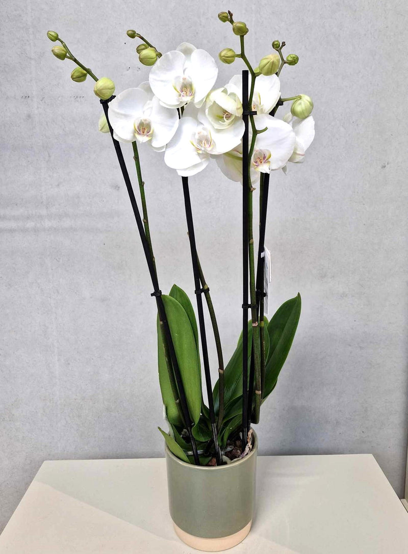 Witte orchidee + bijpassende pot