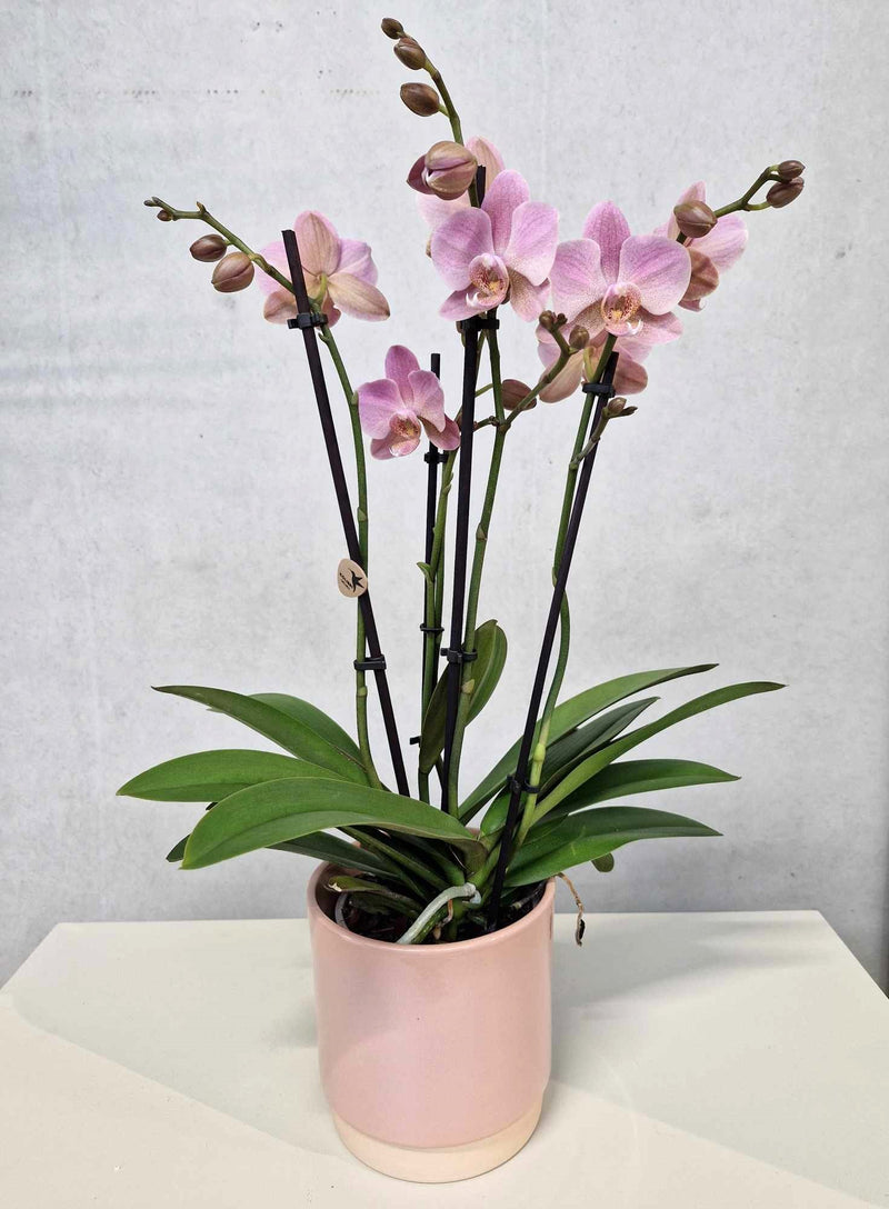 Roze orchidee + bijpassende pot