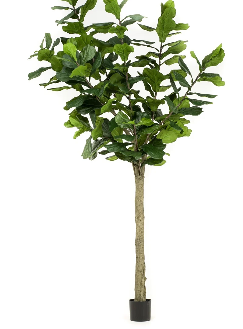 Ficus Lyrata 300 cm (knock down packing)