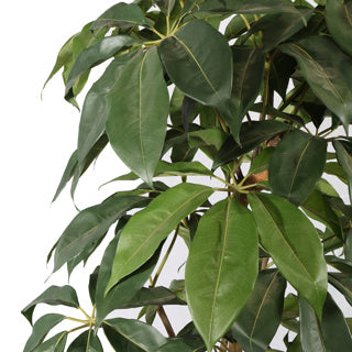 Schefflera tree 145 cm